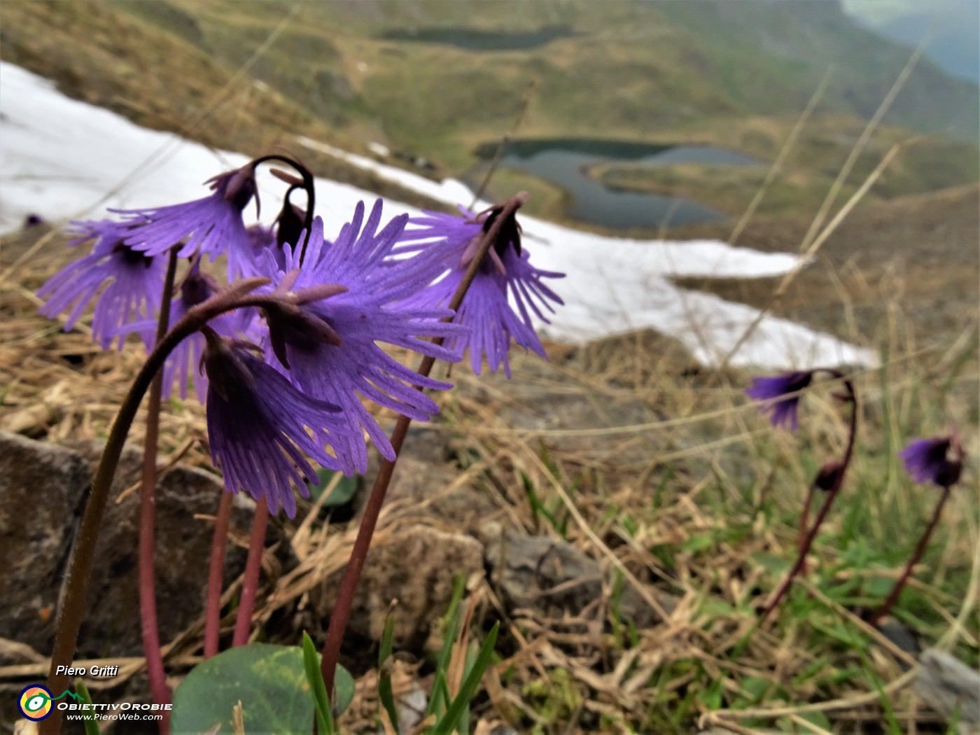 57 Soldanella pusilla (Soldanella della silice) alla Bocchetta Triomen con vista sui Laghetti di Ponteranica.JPG